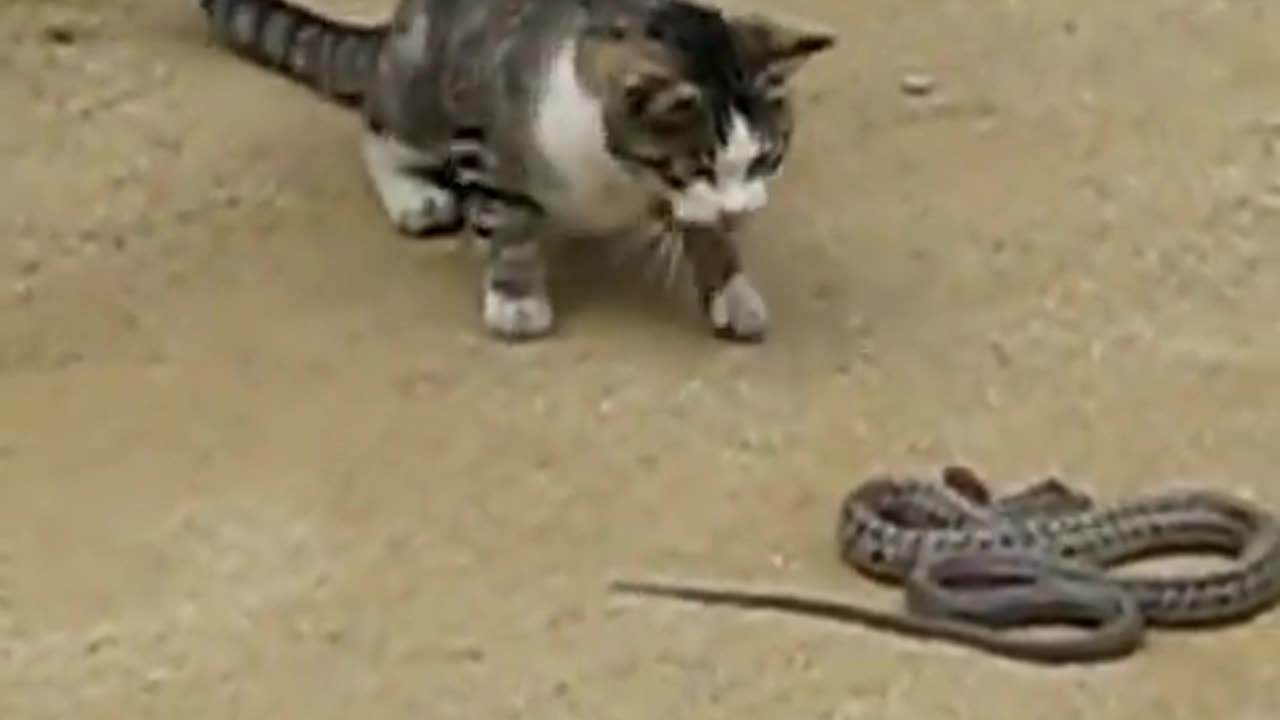 Cat x Snake