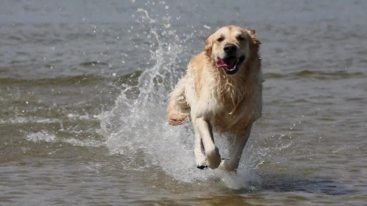 A dog running and having fun on the beach in front of the water