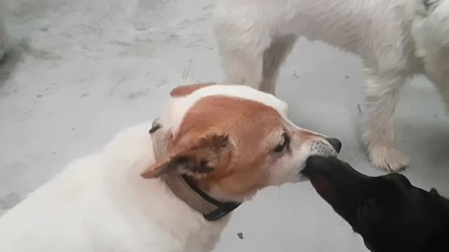 Puppy kisses old dog