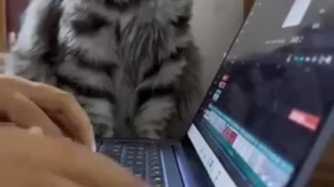 Funny animal