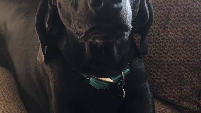 Dog Argues With Owner Then Let’s Out a Huge Sigh When Done Arguing