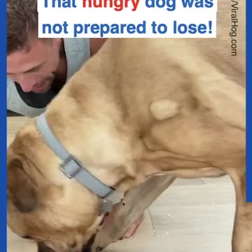 Donut eating race between man and dog