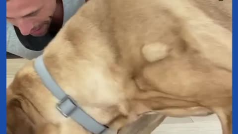 Donut eating race between man and dog