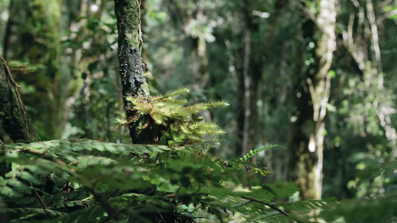 Forest Haven: Where Stress Dissolves and Calm Flourishes | Forest Relaxing video