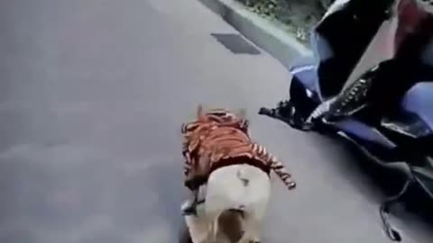 Videos engraçados 4