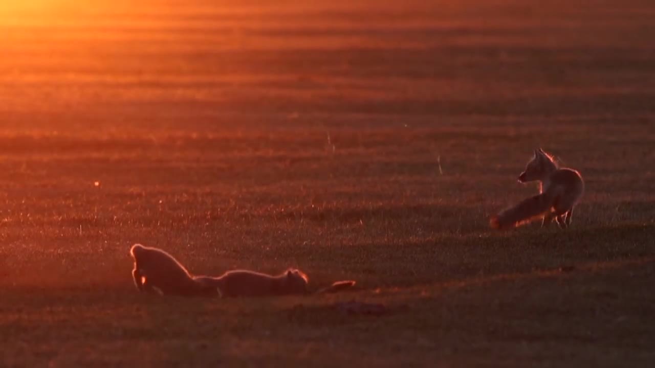 Cute Fox Family!!!