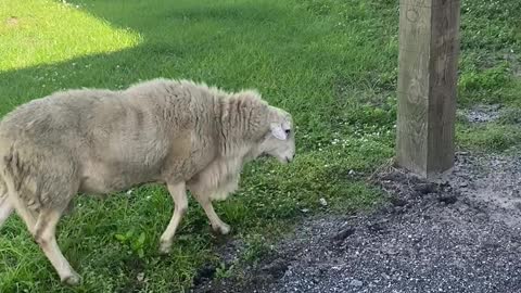 Ram Rams Railing