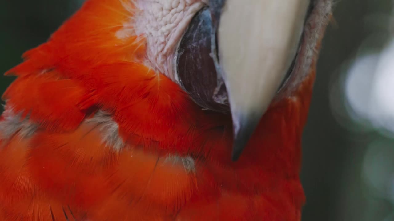 Cute and beautiful parrot