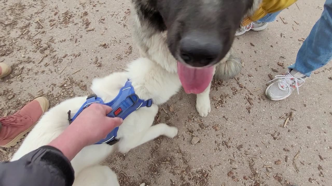 Pixie Plays at Sandy City Dog Park on March 29, 2023 - Caucasian Ovcharka Dog - Caucasian Shepherd