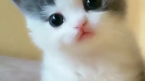 Cute baby cat looks awesome