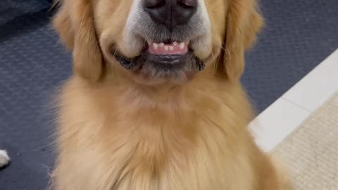 Golden Retriever Gives a Toothy Grin