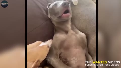 Animal video