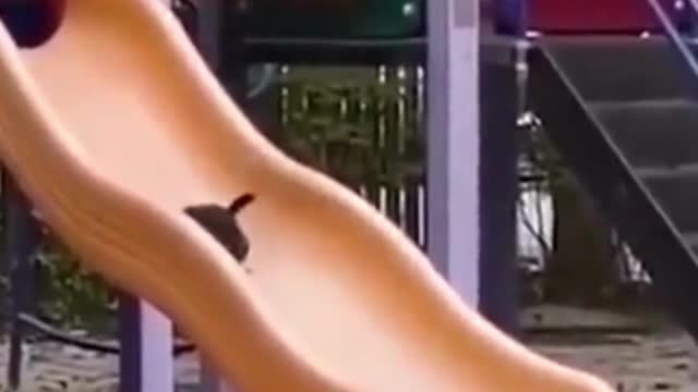 Funniest Animals 2023 😂 Funniest Cats and Dogs 😺🐶 Part 1