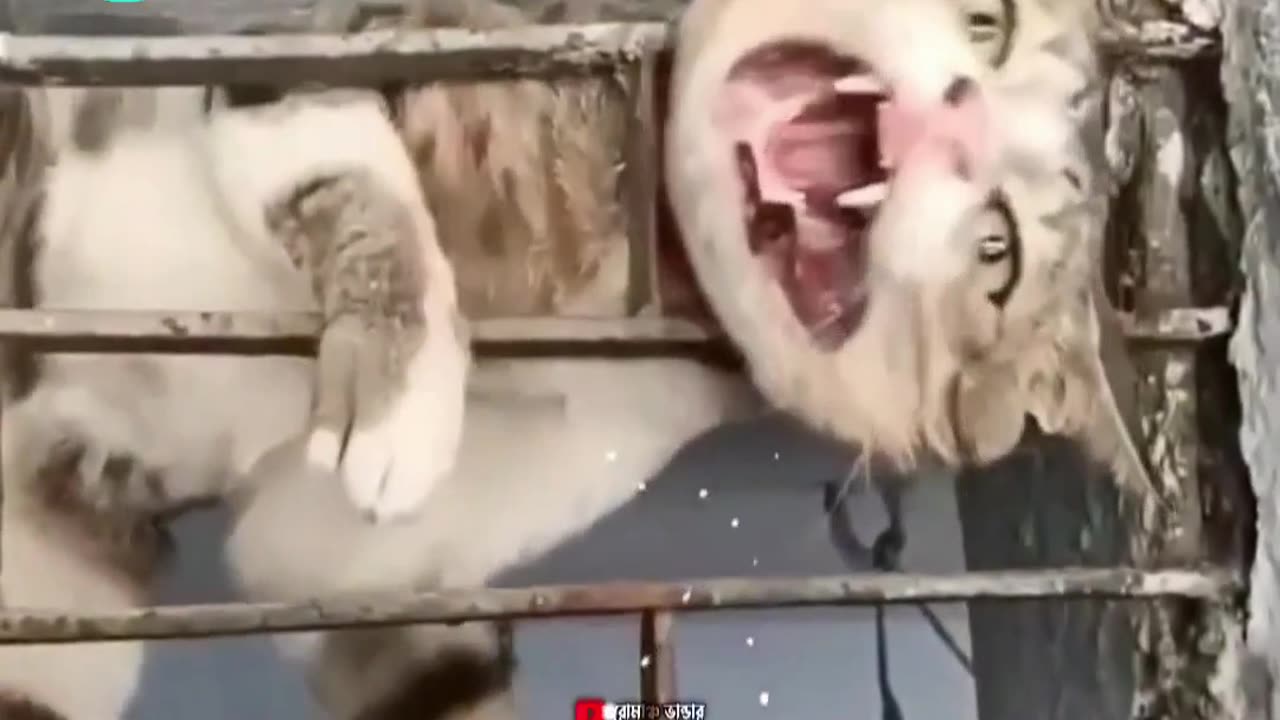দেখুন বিড়ালটির কি অবস্থা হয়েছে..😱😱