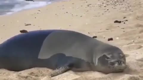 Funny Animals Videos ! This is how I feel like in the morning. Do you?