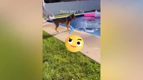 New_Funny_Animals_2023_😆_Funniest_Cats_and_Dogs_Videos_😻🐶_Part_4(480p)