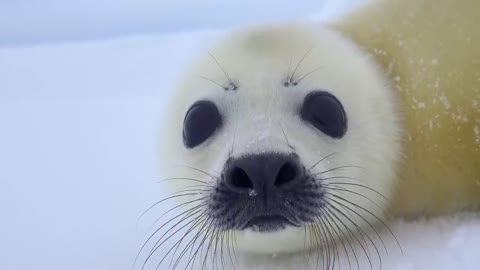 A baby Harp Seal is approaching! "Are you my mother?"