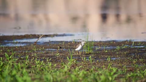 Birds stalk tweets in the wild