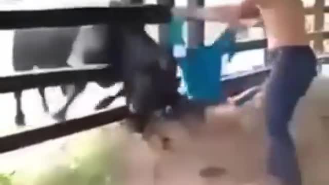 BULL hilarious fight with man🤪🤣