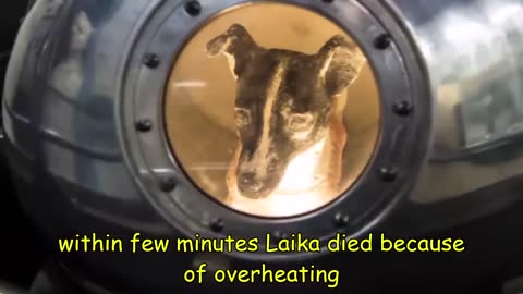 What happened to Laika in space 🚀