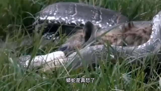 When the tiger meets the Python
