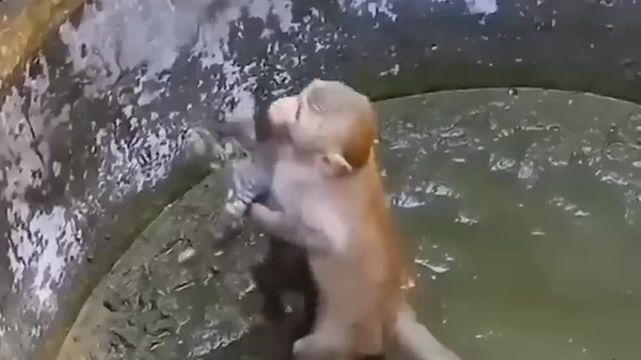 monkey helps cat 🥺