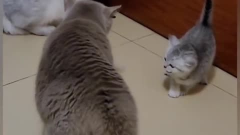 Funny Cat video 😂😂