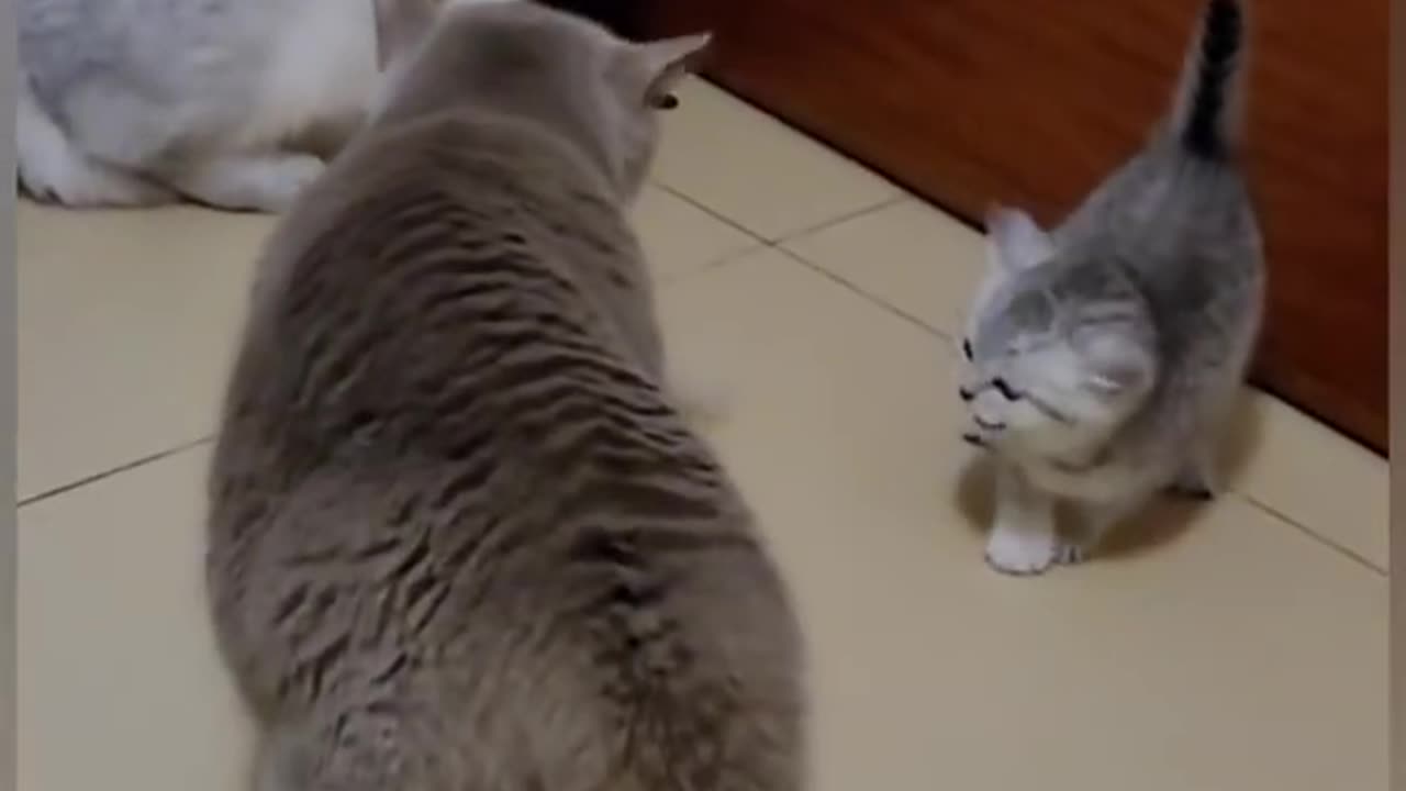 Funny Cat video 😂😂
