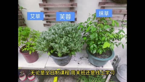 手工皂製作 導師班課程