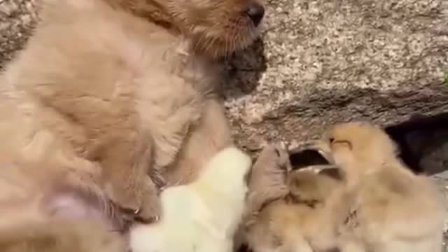 Very Cute Puppy and The Gang