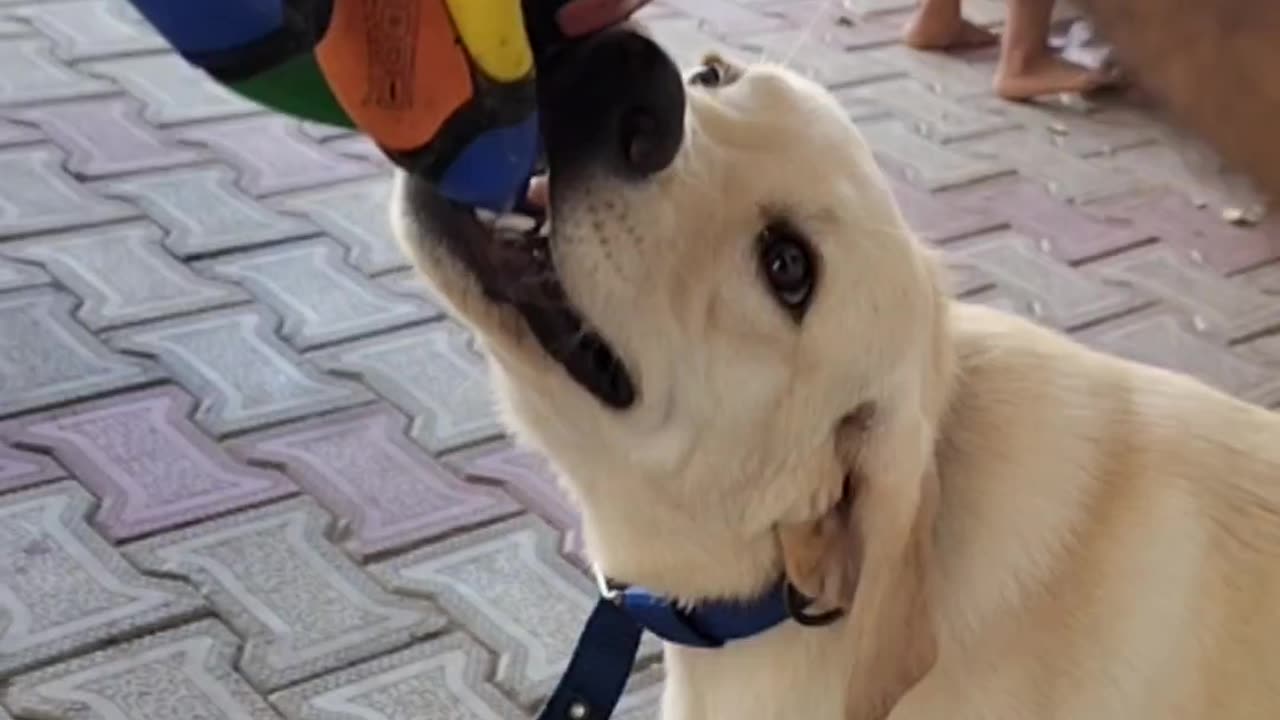 Funny video of Labrador