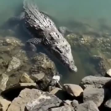 This American alligator will never get an easier snack than this unsuspecting pigeon!