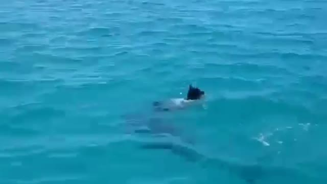 Dogs aren't afraid of dolphins in the sea