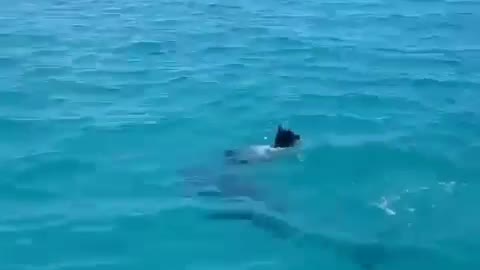 Dogs aren't afraid of dolphins in the sea