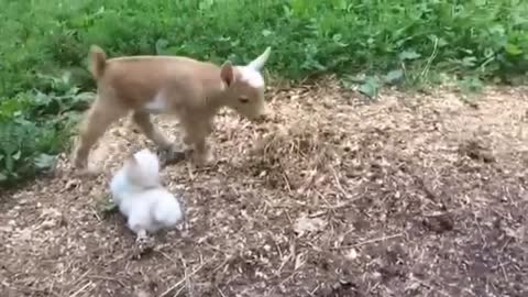 Chihuahua Puppy thinks she's a Baby Goat