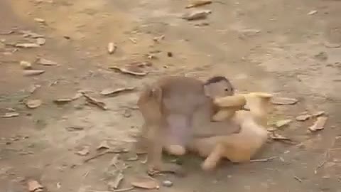 Puppy and Monkey Have a Wrestle - Cute