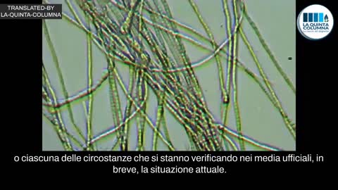 LA QUINTA COLUMNA: NON C'E' MRNA NEL VACCINO PFIZER, IMMAGINI INQUIETANTI