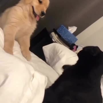 Such a cutie lil dog & cat love |Funny animal videos| try not to laugh