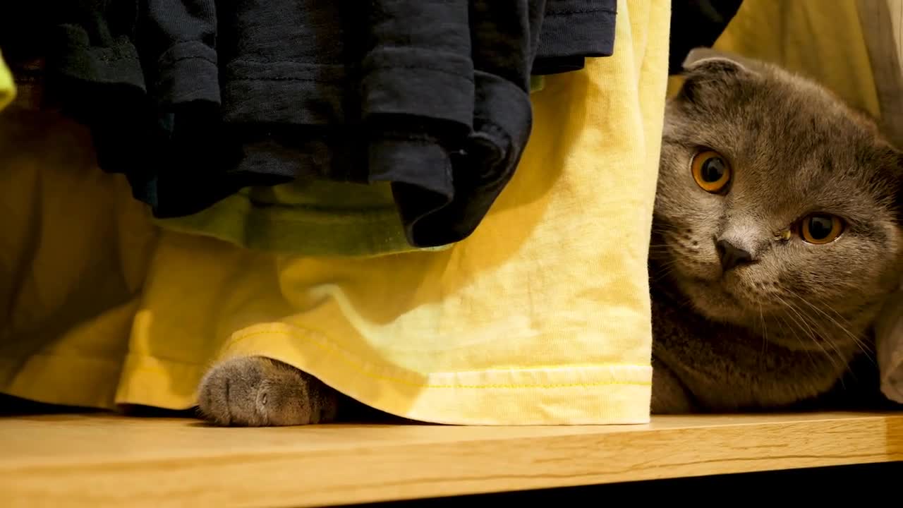 Adorable scotish fold kitten in the wardrobe looking at the camera