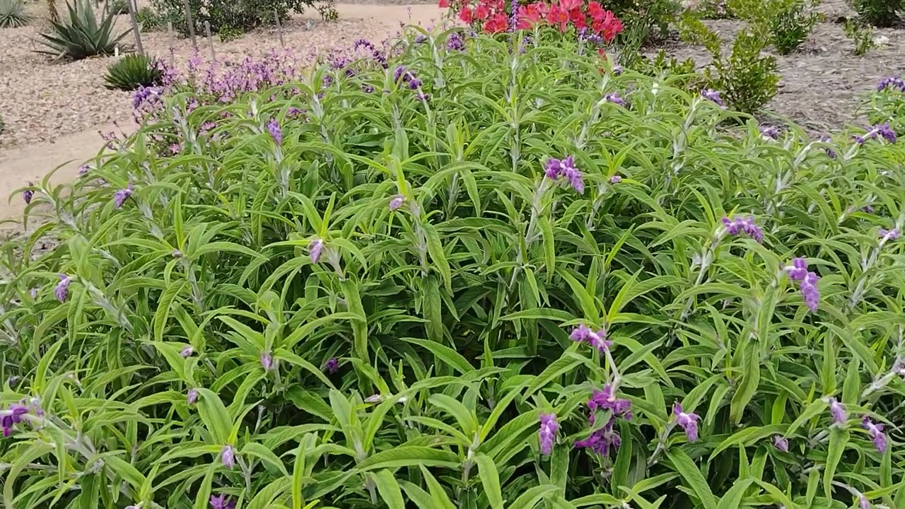 Exploring Australian Native Plants at Melton Botanical Garden, VIC