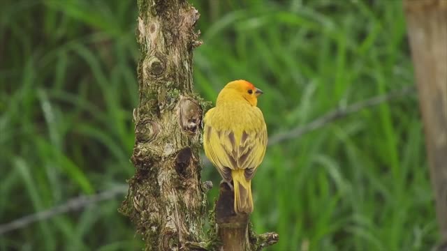 the most beautiful bird today