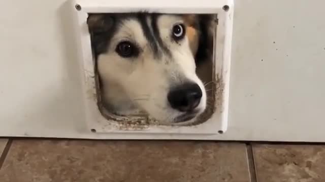 funny & cute animals
