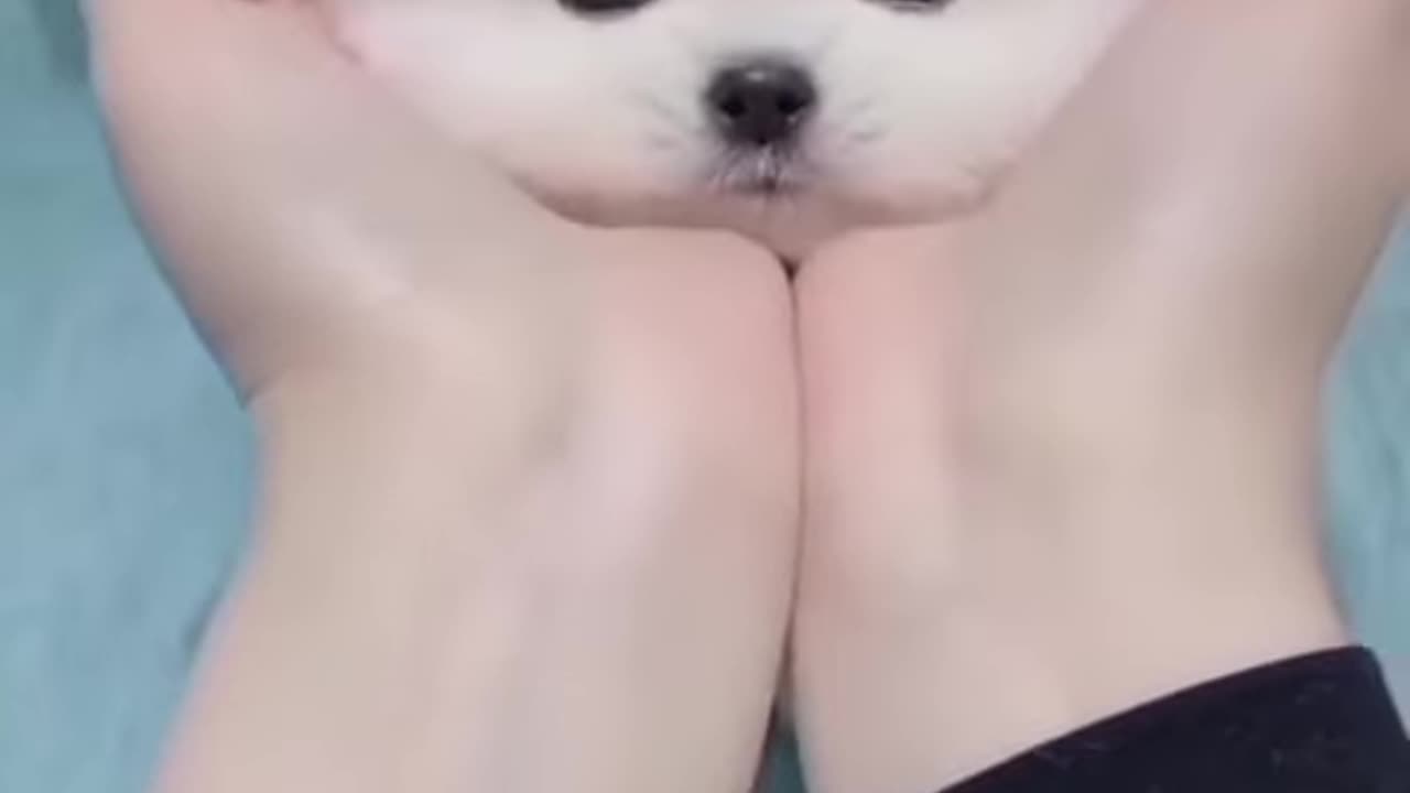 Cute Puppy DOG ❤️ _shorts