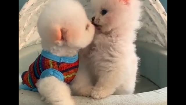 Baby Dogs 🐕Cute and Funny Dog Videos😍