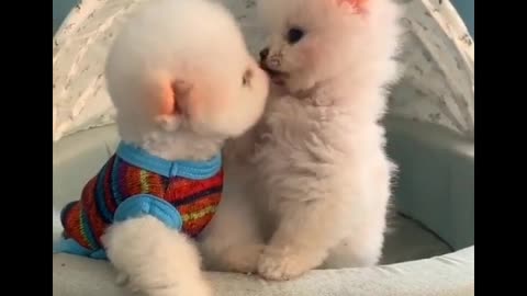 Baby Dogs 🐕Cute and Funny Dog Videos😍