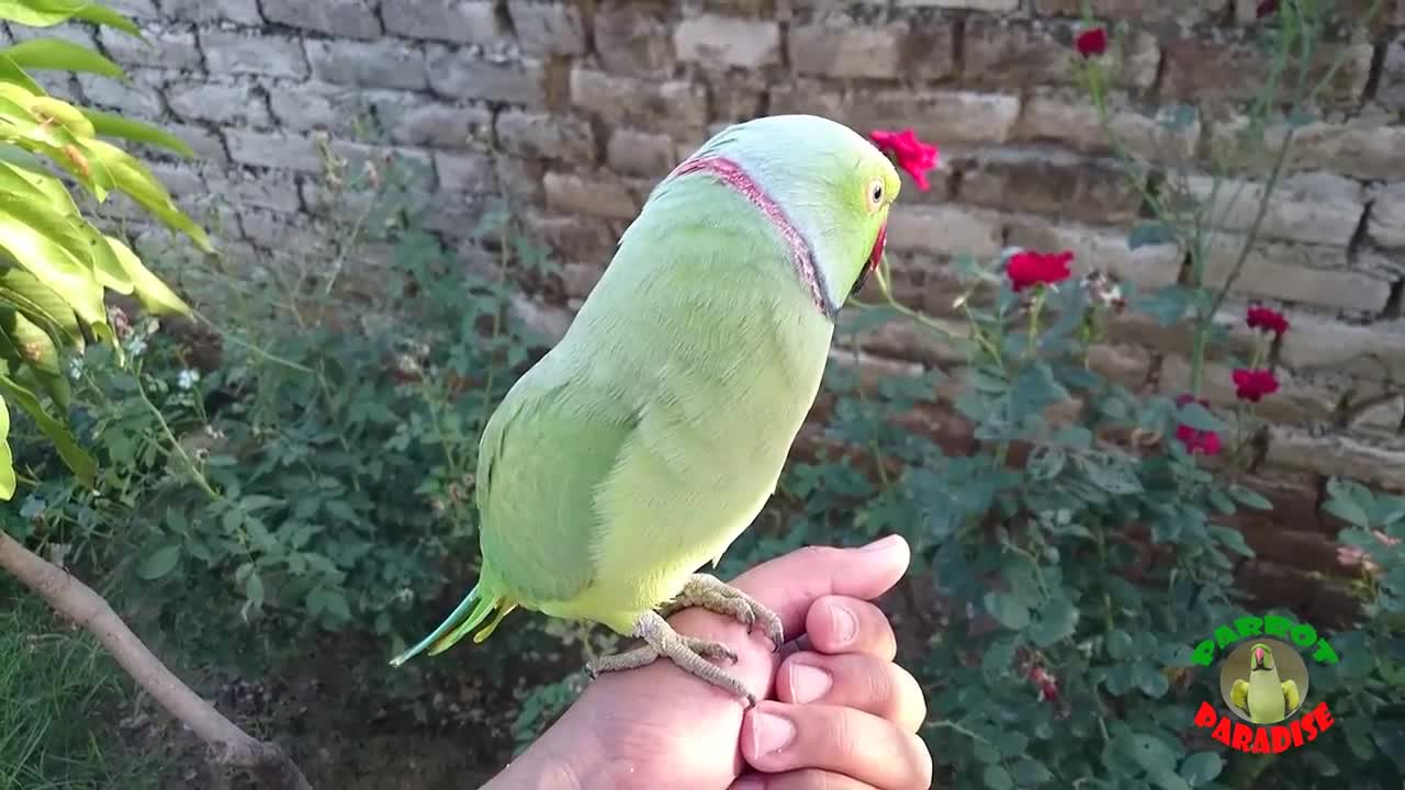 Cute Indian Ringneck Parrot