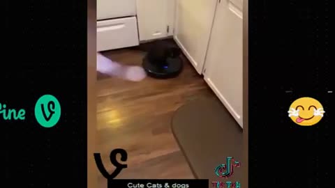 Most Funny 😂😂😂Video cat and dog🤣🤣🤣🤣😍😍😍😜😜😜😜