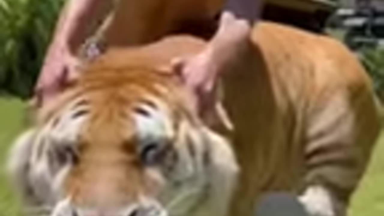 Funny animals videos of 2023