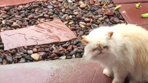 Funny Cats Will Make You Laugh For Hours!!!