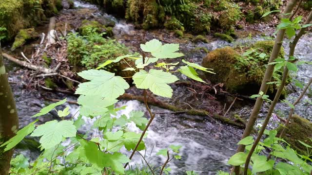 Enjoy the sound of nature and water